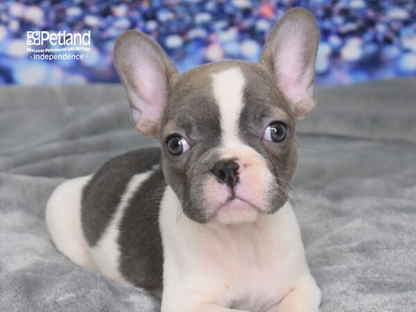 French Bulldog-DOG-Female-Blue Fawn Piebald-2366-Petland Independence, Missouri