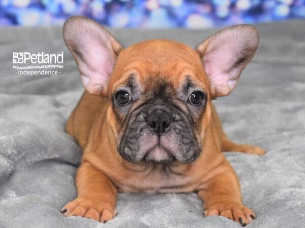 French Bulldog-DOG-Male-Red-2367-Petland Independence & Lee's Summit, MO
