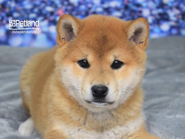 Shiba Inu-DOG-Male-Red Sesame-2362-Petland Independence, Missouri