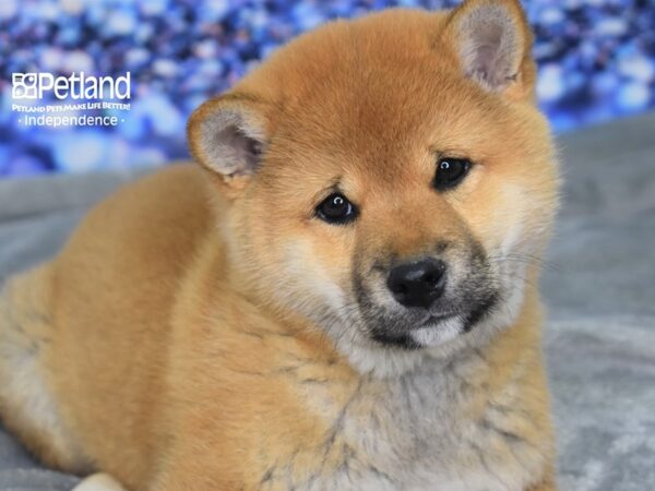 Shiba Inu-DOG-Male-Red Sesame-2360-Petland Independence & Lee's Summit, MO