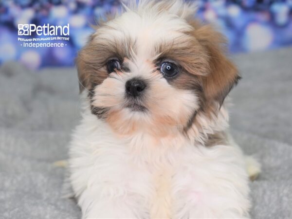 Shih Tzu-DOG-Male-Blue & White-2358-Petland Independence & Lee's Summit, MO