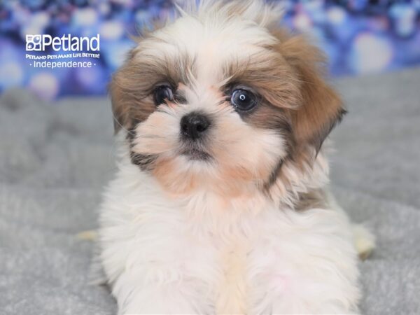 Shih Tzu DOG Male Blue & White 2358 Petland Independence, Missouri