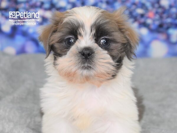 Shih Tzu-DOG-Male--2359-Petland Independence & Lee's Summit, MO