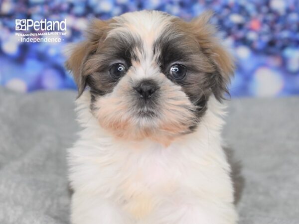 Shih Tzu DOG Male 2359 Petland Independence, Missouri