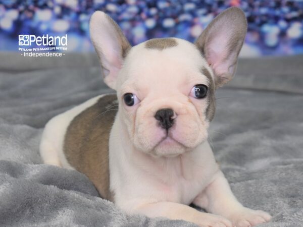 French Bulldog-DOG-Female-Blue Fawn Piebald-2368-Petland Independence & Lee's Summit, MO