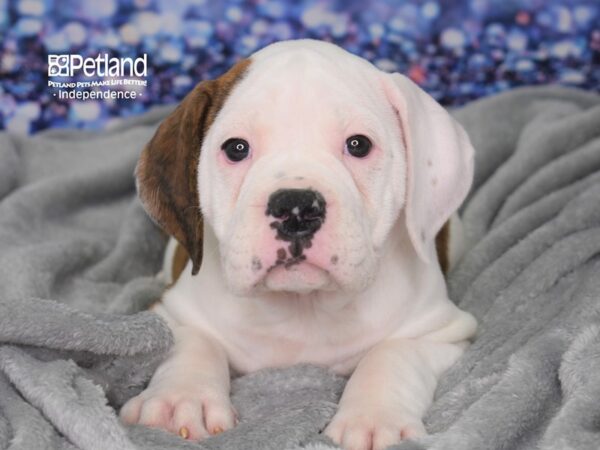 Olde English Bulldogge-DOG-Female-Brindle & White-2384-Petland Independence & Lee's Summit, MO