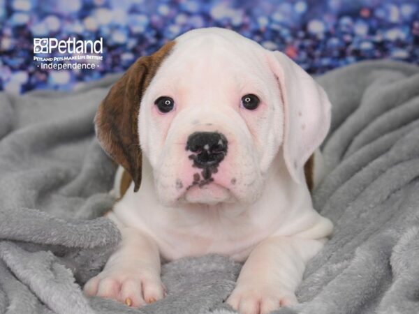 Olde English Bulldogge DOG Female Brindle & White 2384 Petland Independence, Missouri