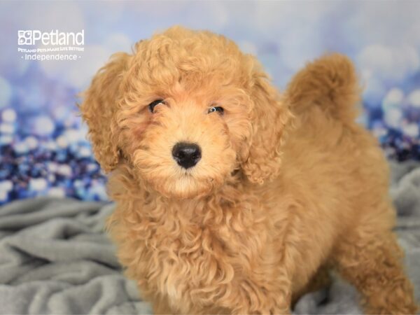 Miniature Goldendoodle 2nd Gen-DOG-Female-Light Golden-2369-Petland Independence & Lee's Summit, MO