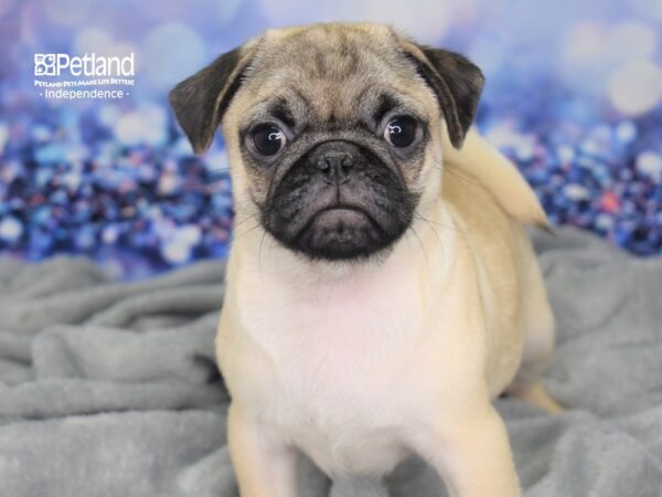 Pug-DOG-Male-Fawn Black Mask-2365-Petland Independence, Missouri