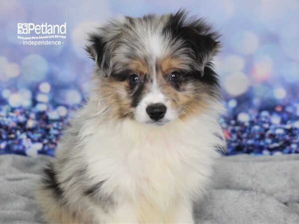 Miniature Australian Shepherd DOG Male Blue Merle 2371 Petland Independence, Missouri