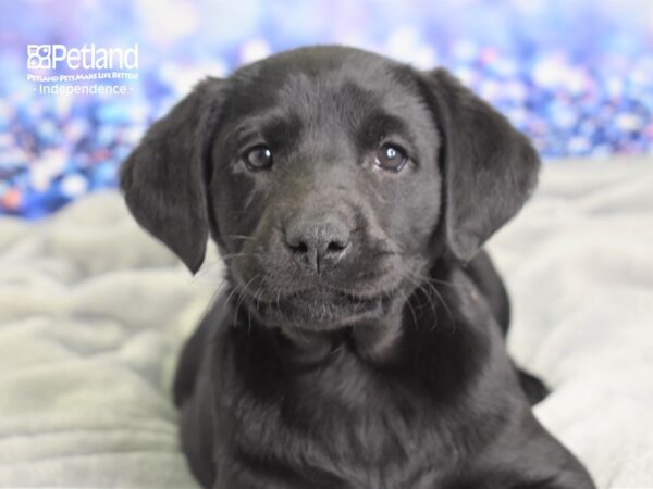 Labrador Retriever DOG Female Black 2373 Petland Independence, Missouri