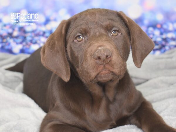 Labrador Retriever DOG Male Chocolate 2374 Petland Independence, Missouri