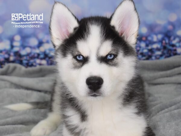 Siberian Husky-DOG-Male-Black & White-2375-Petland Independence & Lee's Summit, MO