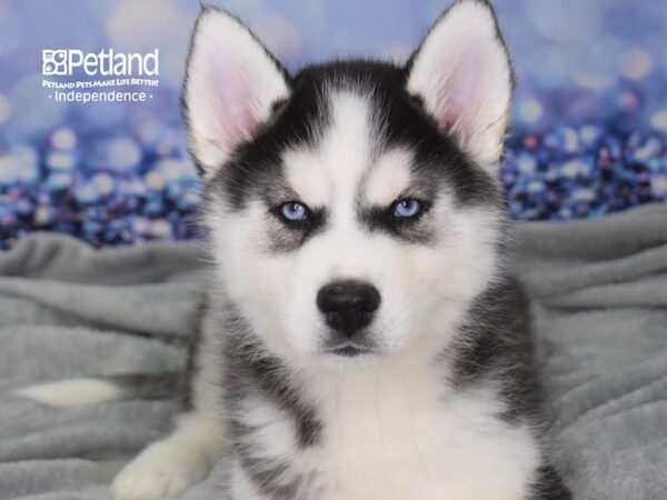 Siberian Husky DOG Male Black & White 2375 Petland Independence, Missouri