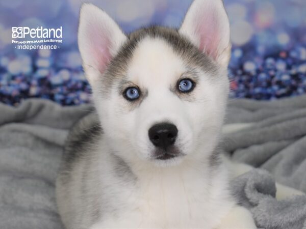 Siberian Husky DOG Female Silver & White 2376 Petland Independence, Missouri