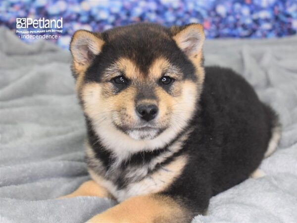Shiba Inu-DOG-Male-Black & Tan-2380-Petland Independence & Lee's Summit, MO