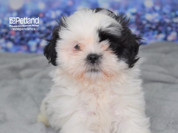 Shih Tzu-DOG-Female-Black & White-2389-Petland Independence & Lee's Summit, MO