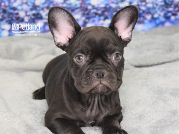 French Bulldog DOG Female Chocolate 2386 Petland Independence, Missouri