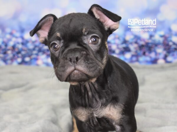 French Bulldog DOG Female Black & Tan 2385 Petland Independence, Missouri