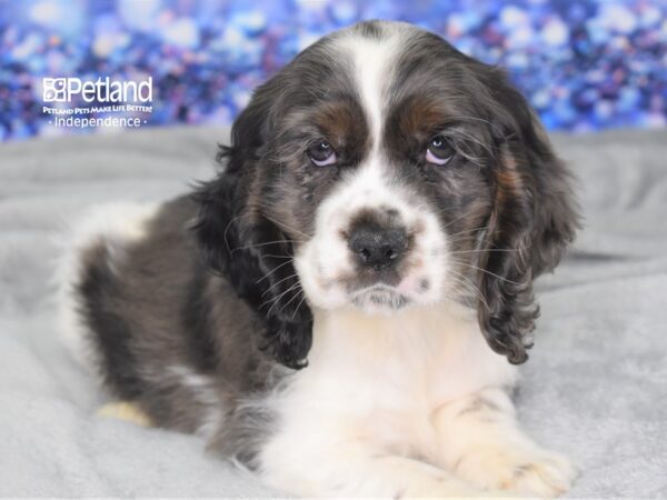 Cocker Spaniel-DOG-Male-Merle & White-2383-Petland Independence & Lee's Summit, MO