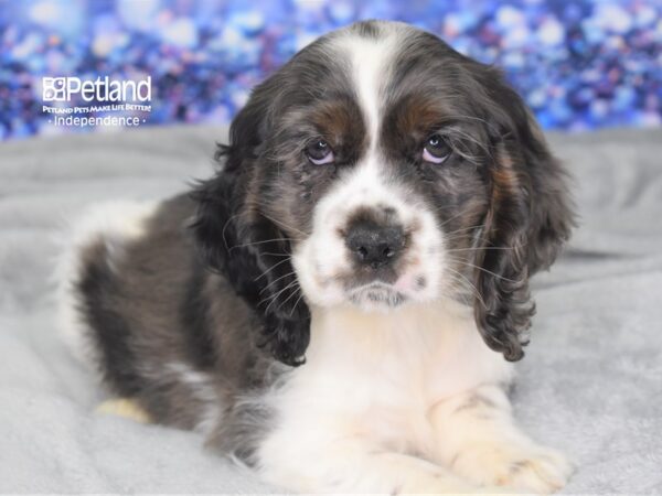 Cocker Spaniel DOG Male Merle & White 2383 Petland Independence, Missouri