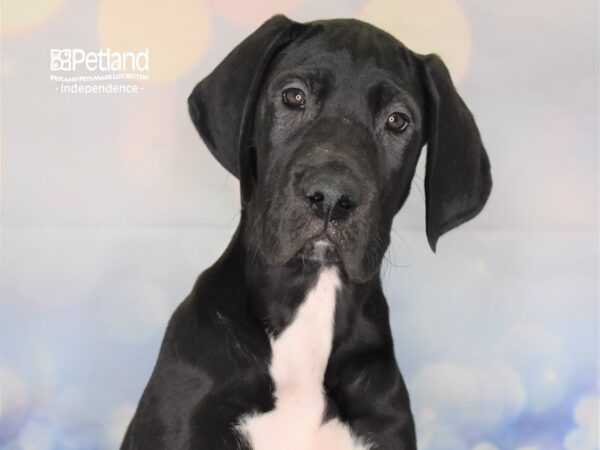 Great Dane DOG Female Black 2382 Petland Independence, Missouri