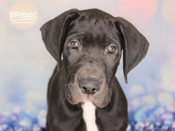 Great Dane-DOG-Male-Black-2381-Petland Independence & Lee's Summit, MO