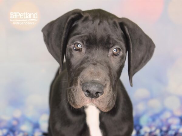 Great Dane DOG Male Black 2381 Petland Independence, Missouri