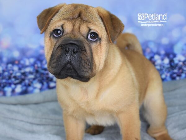 Ori Pei-DOG-Female-Red-2231-Petland Independence & Lee's Summit, MO