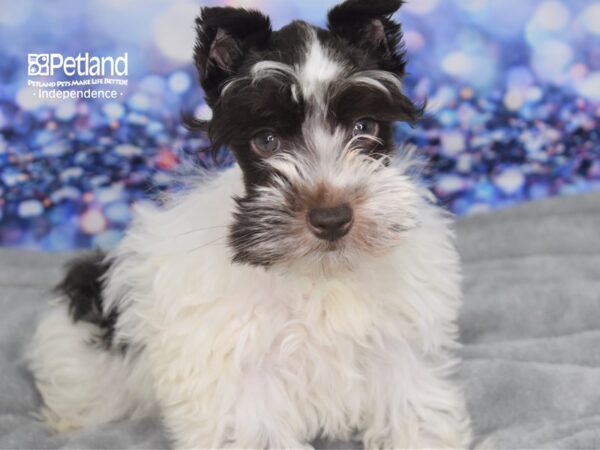 Miniature Schnauzer-DOG-Female-Chocolate and White-2399-Petland Independence, Missouri