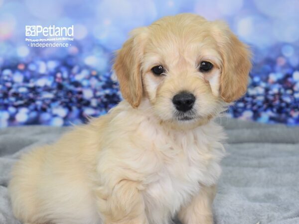 Miniature Goldendoodle DOG Male Light Golden 2397 Petland Independence, Missouri