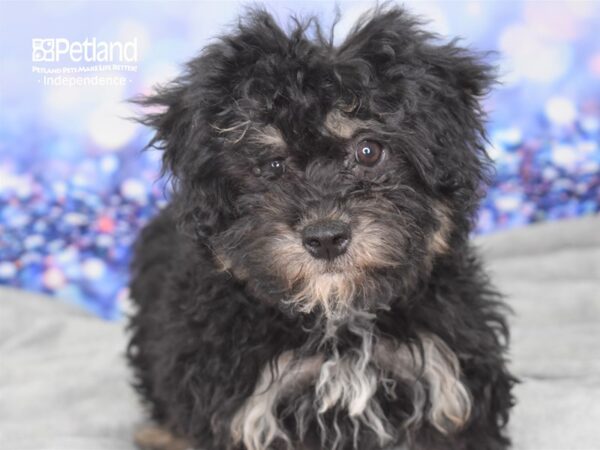 Morkie Poo-DOG-Female-Black and Tan-2395-Petland Independence, Missouri