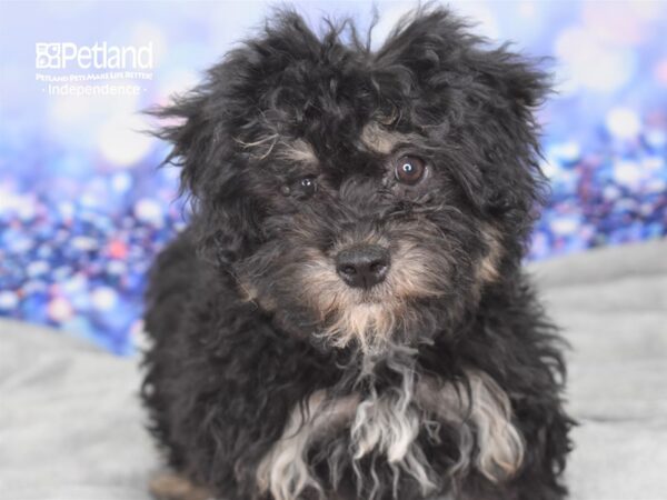 Morkie Poo DOG Female Black and Tan 2395 Petland Independence, Missouri