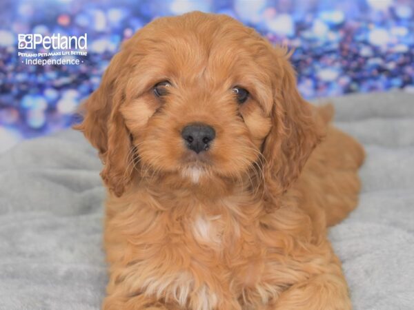 Cockapoo-DOG-Female-Red-2391-Petland Independence & Lee's Summit, MO