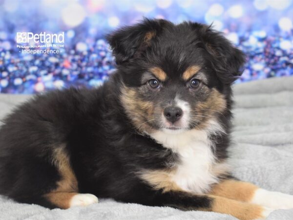 Miniature Australian Shepherd DOG Male Black & Tan 2378 Petland Independence, Missouri