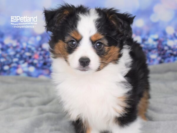 Toy Australian Shepherd DOG Female Black & Tan 2377 Petland Independence, Missouri