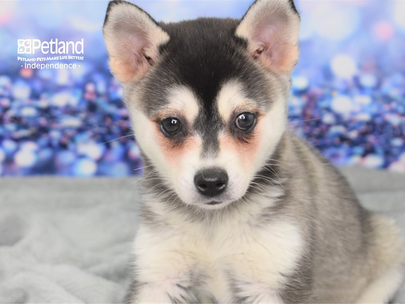 Alaskan Klee Kai Breed of Dog, Shop Klee Kai Dog