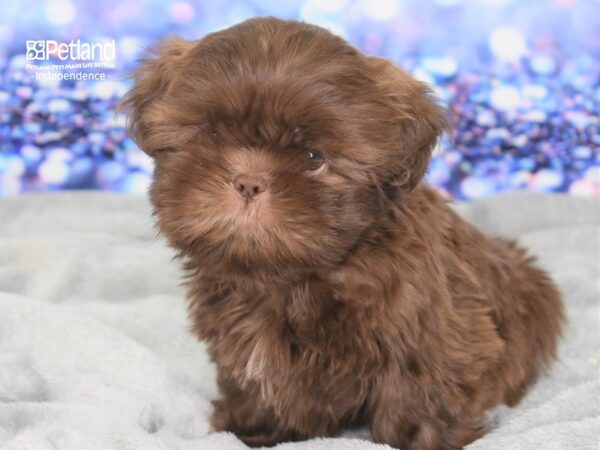 Shih Tzu DOG Male Chocolate 2404 Petland Independence, Missouri