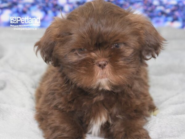 Shih Tzu-DOG-Male-Chocolate-2405-Petland Independence, Missouri