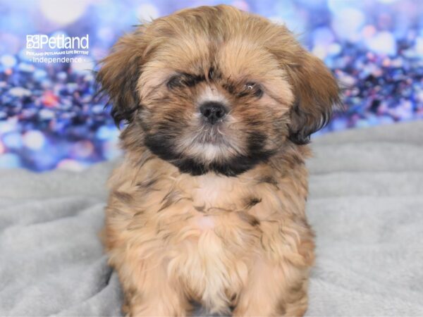 Shih Tzu-DOG-Female-Liver-2406-Petland Independence & Lee's Summit, MO