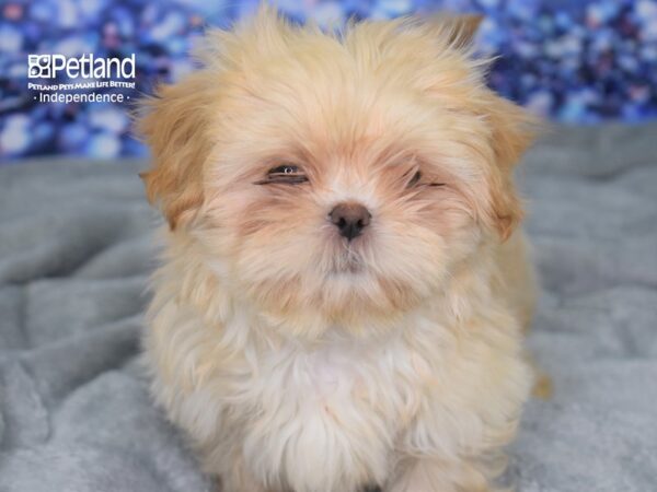 Shih Tzu-DOG-Male-Cream-2401-Petland Independence, Missouri