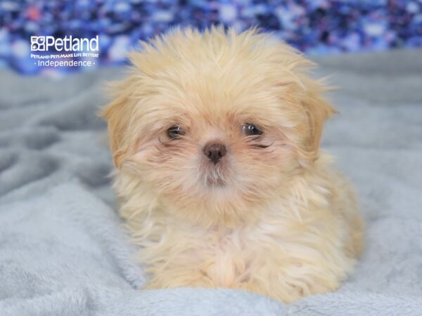 Shih Tzu-DOG-Female-Cream-2402-Petland Independence, Missouri