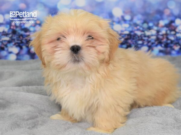 Shih Tzu DOG Male Cream 2400 Petland Independence, Missouri