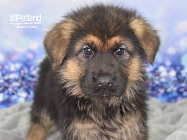 German Shepherd DOG Male Black and Tan 2407 Petland Independence, Missouri