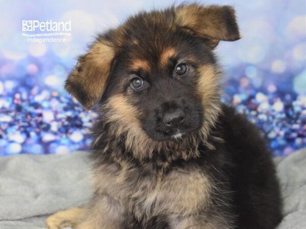 German Shepherd DOG Female Black and Tan 2408 Petland Independence, Missouri