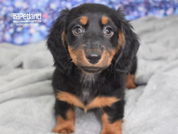 Dachshund DOG Male Black and Tan 2409 Petland Independence, Missouri