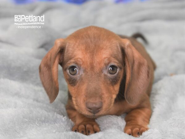 Dachshund-DOG-Female-Wild Boar-2412-Petland Independence, Missouri