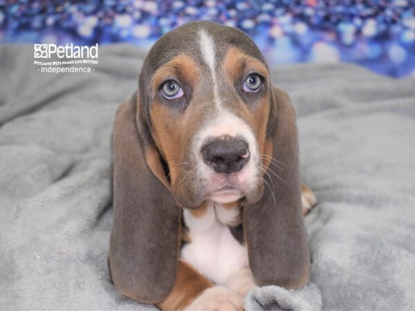 Basset Hound-DOG-Male-Blue Tan and White-2416-Petland Independence, Missouri