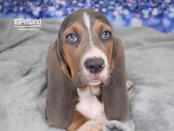 Basset Hound DOG Male Blue Tan and White 2416 Petland Independence, Missouri