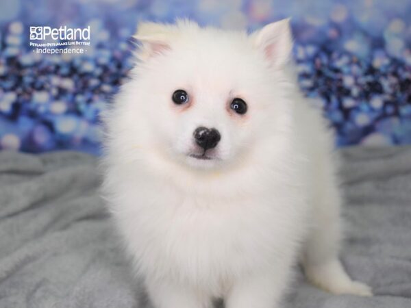 American Eskimo-DOG-Female-White-2415-Petland Independence, Missouri